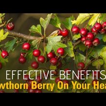 Nature's Way, Hawthorn Berries 1530 mg