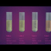 Enzymedica, Поддержание уровня pH, Enzyme pH-Basic, 120 капсул