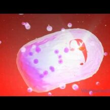 NOW Foods, Beta-13/16-D-Glucan 100 mg