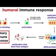 Immune Defense Vitamin C + Elderberry, Добавка для иммунитета,...