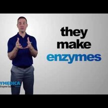 Enzymedica, Enzyme Defense