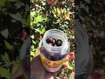 Ашваганда, Ashwagandha Gummies Mixed Berry Flavored, 60 таблеток