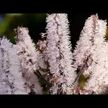 Відео огляд на Black Cohosh Root, Чорний кохош 540 мг Корінь, 180 капсул