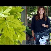 Carlson, Chelated Iron