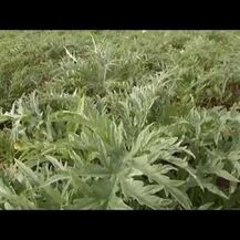 Gaia Herbs, Men Male Libido, Підтримка Лібідо, 120 капсул