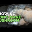 Відео огляд на Host Defense Mushrooms, Lion's Mane, Гриби Левова Грива, 120