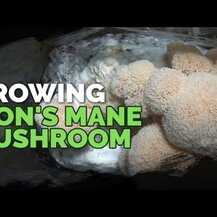 Host Defense Mushrooms, Lion's Mane