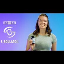 Kirkman, Saccharomyces Boulardii