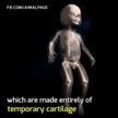 Видео обзор на Поддержка суставов, Kids Growing Bones & Muscles, 60 конфет