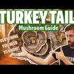 Відео огляд на Real Mushrooms, Turkey Tail, Гриби Траметес Хвіст Індички, 45 г